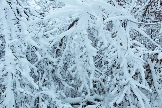 The branches bent under the weight of the snow on a winter day. Snow hazard photo
