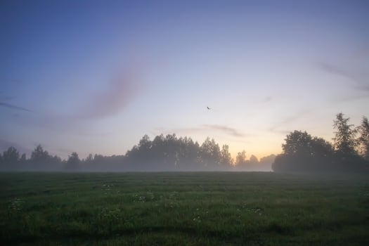 Evening mist on a field in countryside at summer. photo