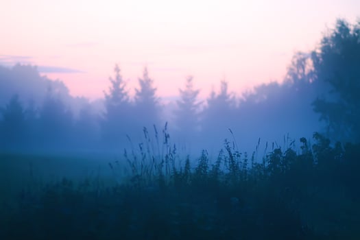 Evening mist on a field in countryside at summer. photo