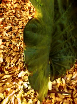 A leafy green plant is standing in a pile of leaves. Autumn season at the backyard. The leaf is the main focus of entire object photo