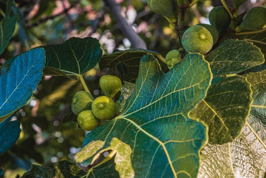 Krk Croatia A green little fig on a tree photo