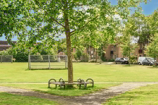 A tree with green leaves photo