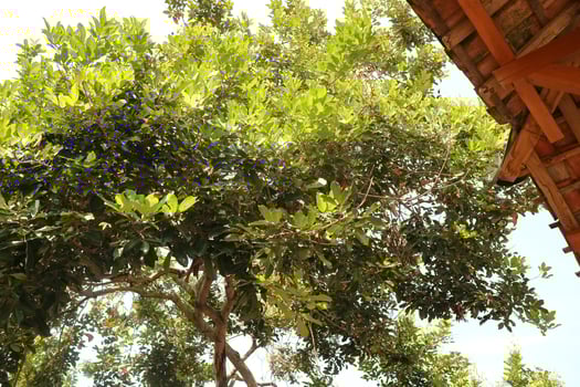 Rambutan tree with lush fresh green leaves against a bright blue sky background during the day photo