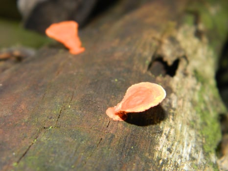 Close up photo of fungus attached to fallen wood.