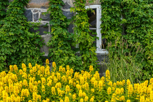 The facade of the house is immersed in greenery and yellow flowers, the white windows of the house, rural scene photo