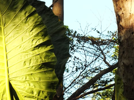 A large leafy green taro plant with a yellow stem. The leaf is very large and has a lot of veins. The leaf is seen beauty because of the morning sunlight on it photo