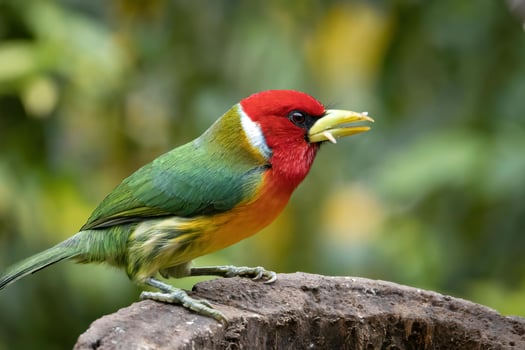 Perched Parrot Prodigy A Chick's Curious Contemplation photo