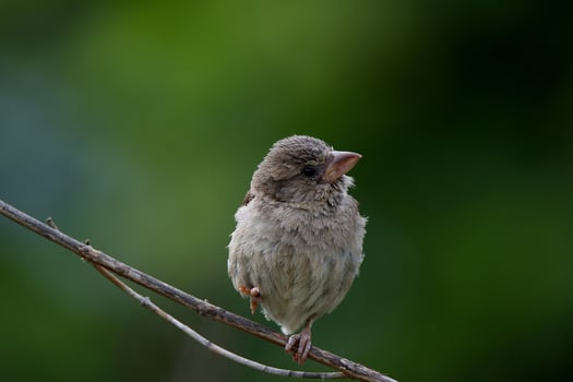 Silent Nestling A Baby Sparrow's Serene Stillness photo