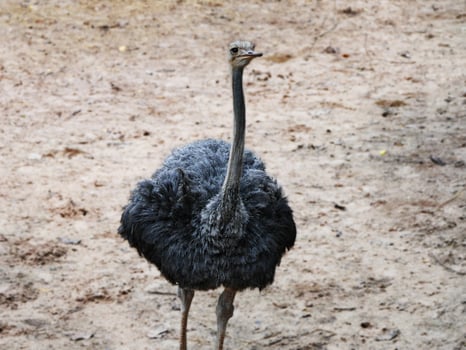 An ostrich is seen in a natural, The ostrich's strong legs and tall stature are prominent, highlighting its impressive size, the ostrich's native savanna or arid regions photo