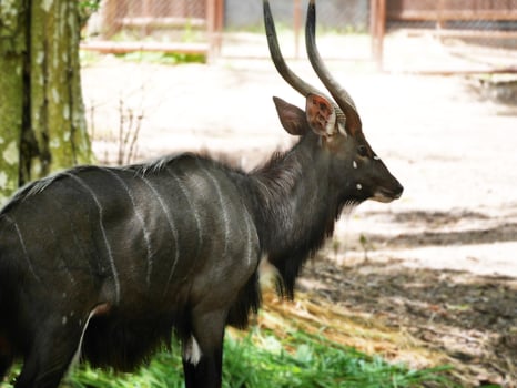 An African Nyala bull, a living Nyala showcasing its beautifully curved horns and detailed facial features, African antelope in its natural habitat, highlighting the elegance and strength photo