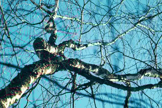 Seasonal nature background. Winter nature details. photo