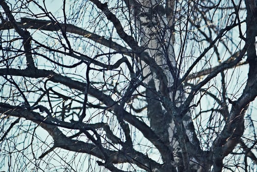 Seasonal nature background. Winter nature details. photo