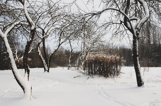 Seasonal nature background. Winter nature details. photo