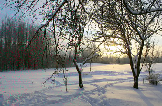 Seasonal nature background. Winter nature details. photo