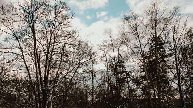 Snowy winter background with trees. Wintertime nature details. photo