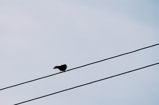 Bird sitting on the electricity cabel photo
