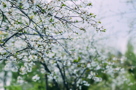 Beautiful spring flowers in the park. Nature background. photo