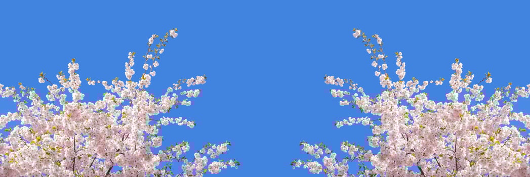 Beautiful branches of pink cherry or Sakura flowers in a park. Spring blossoms on blue sky background, photo