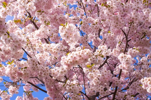 Beautiful branches of pink cherry or Sakura flowers in a park. Spring blossoms on blue sky background, photo