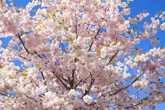 Beautiful branches of pink cherry or Sakura flowers in a park. Spring blossoms on blue sky background, photo