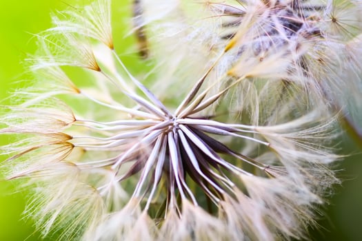 Dandelion seeds close up. photo