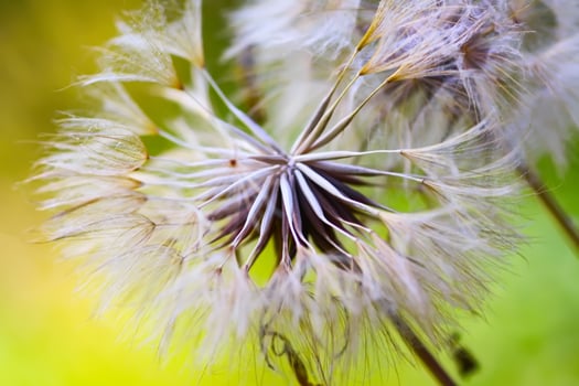Dandelion seeds close up. photo