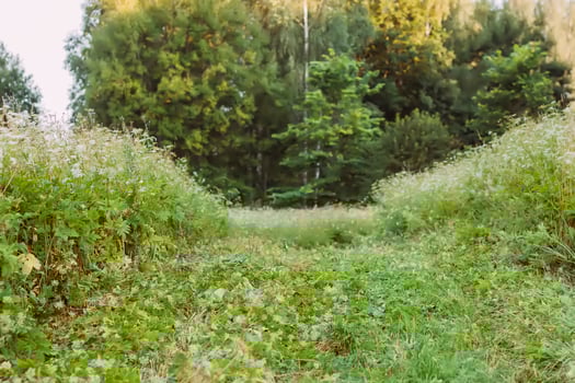 Landscape in the countryside in summertime. photo