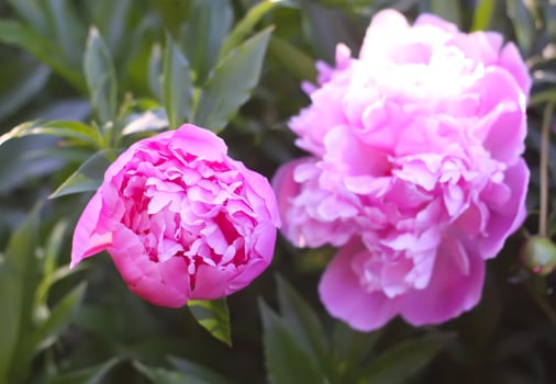 Pink peony flowers in full bloom. Beautiful ornamental plants in flowering season. photo