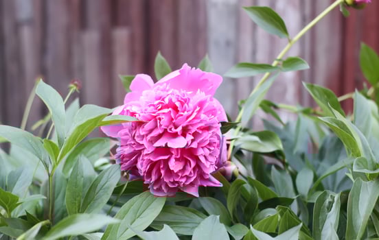 Pink peony flowers in full bloom. Beautiful ornamental plants in flowering season. photo
