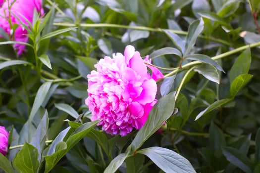 Pink peony flowers in full bloom. Beautiful ornamental plants in flowering season. photo