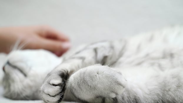 Scottish straight-eared cat lies on its back. The cat is upside down, the hand strokes the cat. photo