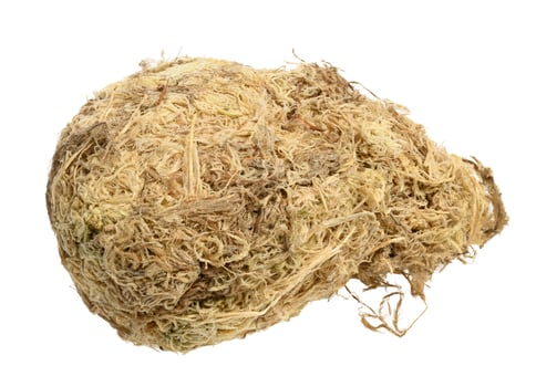 Sphagnum moss for orchids on a white isolated background photo