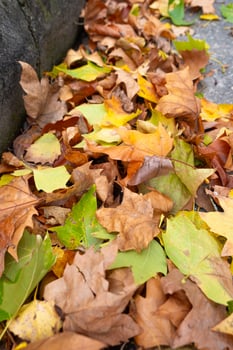 fallen autumn tree leaves accumulated on the edge of the sidewalk of a street photo
