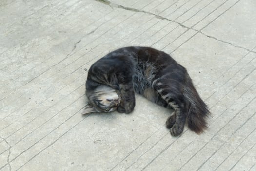 a black cat was lying on the floor photo