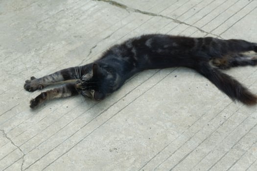 a black cat was lying on the floor photo