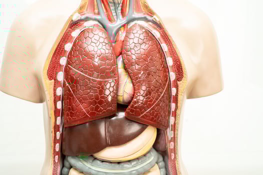 Human model anatomy for medical training course, teaching medicine education. photo