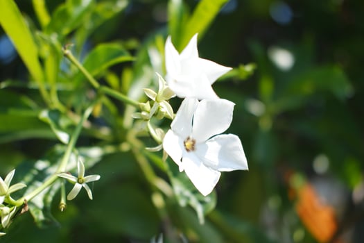 White flower on green leaves background photo