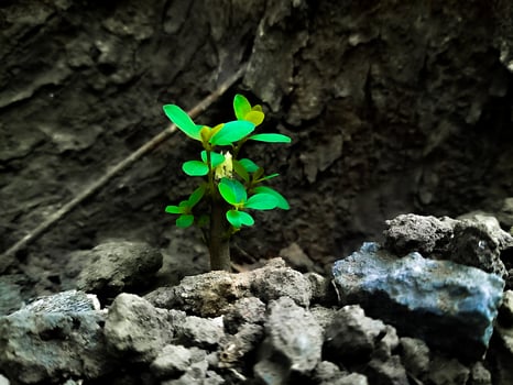 The Dawn of a New Plant photo