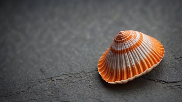 Scallop sea shell with orange stripes on concrete background. photo