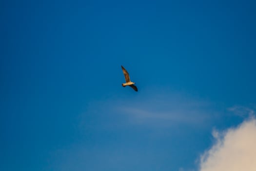 Fregat bird birds flock are flying around with blue sky clouds background. photo
