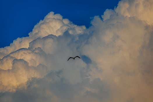 Fregat bird birds flock are flying around with blue sky clouds background. photo