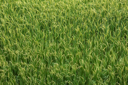 Beautiful rice at field ready to harvest. photo