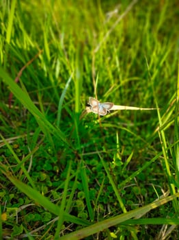Beautiful blue butterfly Background wallpaper animals photo