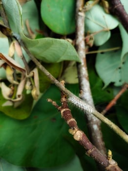 White caterpillar animals photo