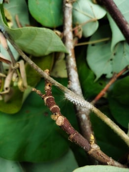 White caterpillar animals photo