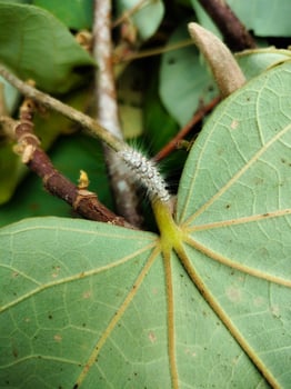 White caterpillar animals photo