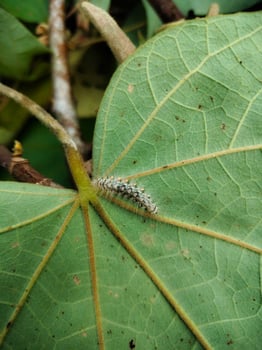 White caterpillar animals photo