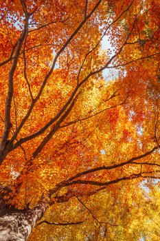beautiful autumn day, orange color maple in forest, Falling autumn leaves in sunshine day. background, template and wallpaper for season change and vibrant colorful foliage concept photo