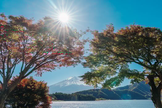 Mount Fuji view at Momiji Tunnel in Autumn season. Mt Fujisan in lake Kawaguchi, Yamanashi, Japan. Landmark for tourists attraction. Japan Travel, Destination, Vacation and Mount Fuji Day concept photo