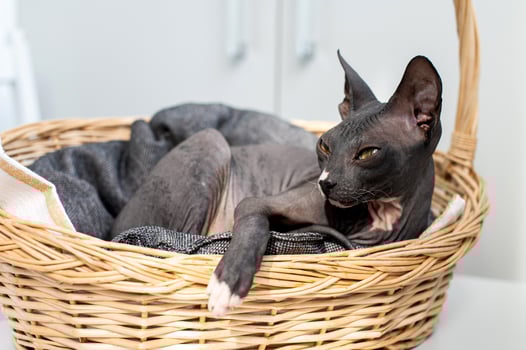 Restful Sphynx Cat Napping in a Cozy Basket photo